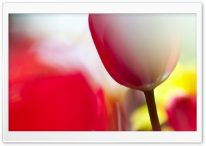 Tulips Bokeh Ultra HD Wallpaper for 4K UHD Widescreen desktop, tablet & smartphone