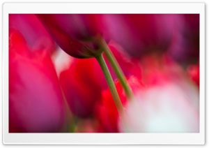 Tulips Close up Ultra HD Wallpaper for 4K UHD Widescreen desktop, tablet & smartphone