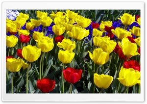 Tulips Colors Ultra HD Wallpaper for 4K UHD Widescreen desktop, tablet & smartphone