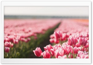 Tulips Field Ultra HD Wallpaper for 4K UHD Widescreen desktop, tablet & smartphone