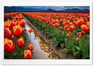 Tulips Field Ultra HD Wallpaper for 4K UHD Widescreen desktop, tablet & smartphone