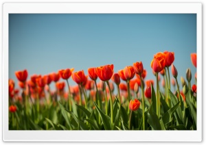Tulips Flowers, Dutch Spring Ultra HD Wallpaper for 4K UHD Widescreen desktop, tablet & smartphone
