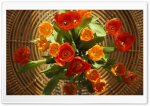 Tulips for Mother's Day Ultra HD Wallpaper for 4K UHD Widescreen desktop, tablet & smartphone