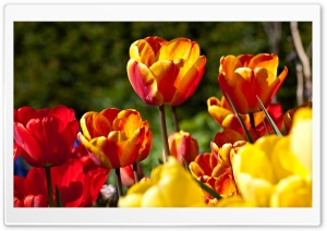 Tulips In Bloom Ultra HD Wallpaper for 4K UHD Widescreen desktop, tablet & smartphone