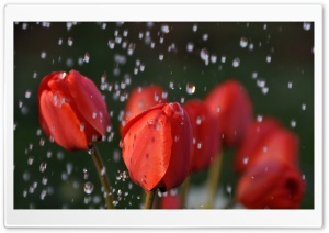 Tulips In Rain Ultra HD Wallpaper for 4K UHD Widescreen desktop, tablet & smartphone