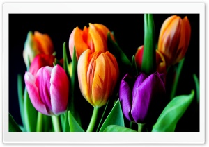 Tulips On Black Background Ultra HD Wallpaper for 4K UHD Widescreen desktop, tablet & smartphone