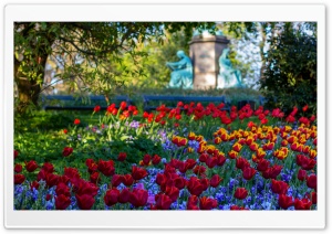 Tulips, Park Ultra HD Wallpaper for 4K UHD Widescreen desktop, tablet & smartphone