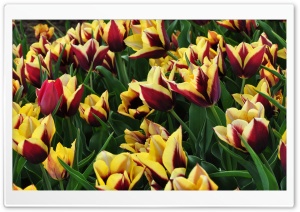 Tulips Plantation Ultra HD Wallpaper for 4K UHD Widescreen desktop, tablet & smartphone