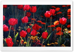 Tulips, Red Tulips Ultra HD Wallpaper for 4K UHD Widescreen desktop, tablet & smartphone