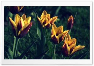 Tulips, Spring Ultra HD Wallpaper for 4K UHD Widescreen desktop, tablet & smartphone
