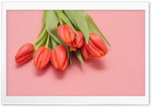 Tulips Spring Flowers Ultra HD Wallpaper for 4K UHD Widescreen desktop, tablet & smartphone