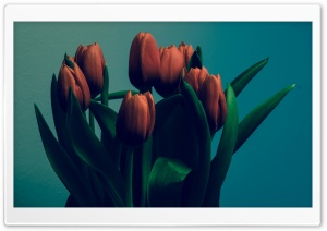 Tulips Vintage Ultra HD Wallpaper for 4K UHD Widescreen desktop, tablet & smartphone