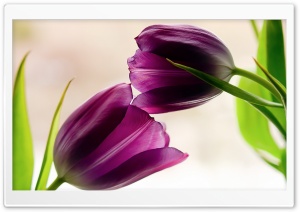 Tulips Violet Petals Ultra HD Wallpaper for 4K UHD Widescreen desktop, tablet & smartphone