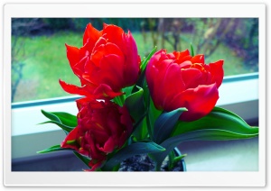 Tulpen Ultra HD Wallpaper for 4K UHD Widescreen desktop, tablet & smartphone