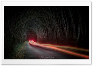 Tunnel of Trees, Night, Car Light Trails Ultra HD Wallpaper for 4K UHD Widescreen desktop, tablet & smartphone
