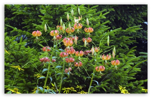 Turk's Cap Lilies UltraHD Wallpaper for HD 16:9 ; Widescreen 16:10 5:3 ; Fullscreen 4:3 5:4 3:2 ; Tablet 1:1 ; Mobile 3:5 3:4 ;