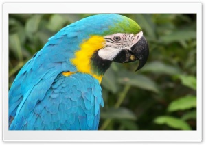 Turquoise Parrot Ultra HD Wallpaper for 4K UHD Widescreen desktop, tablet & smartphone