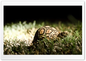 Turtle Ultra HD Wallpaper for 4K UHD Widescreen desktop, tablet & smartphone