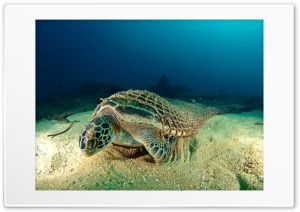 turtle Ultra HD Wallpaper for 4K UHD Widescreen Desktop, Lockscreen, Screensaver, TV, Tablet, Smartphone