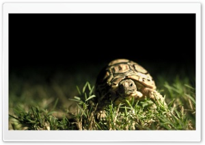Turtle Close Up Ultra HD Wallpaper for 4K UHD Widescreen desktop, tablet & smartphone