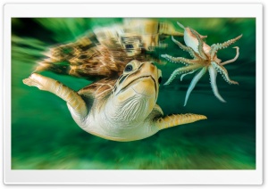 Turtle Octopus Ultra HD Wallpaper for 4K UHD Widescreen desktop, tablet & smartphone