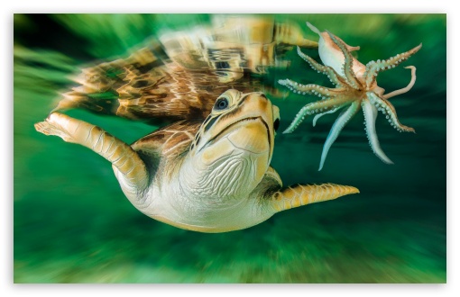 Turtle Octopus UltraHD Wallpaper for 8K UHD TV 16:9 Ultra High Definition 2160p 1440p 1080p 900p 720p ; Widescreen 16:10 5:3 WHXGA WQXGA WUXGA WXGA WGA ; Fullscreen 4:3 5:4 3:2 UXGA XGA SVGA QSXGA SXGA DVGA HVGA HQVGA ( Apple PowerBook G4 iPhone 4 3G 3GS iPod Touch ) ;