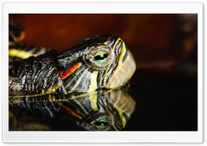 Turtle Reflection Ultra HD Wallpaper for 4K UHD Widescreen desktop, tablet & smartphone