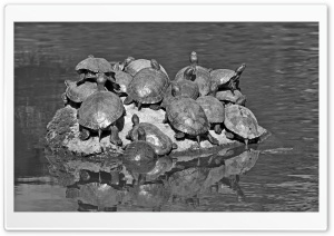 Turtles Black and White Ultra HD Wallpaper for 4K UHD Widescreen desktop, tablet & smartphone