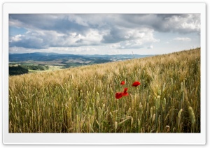 Tuscany Crops, Italy Ultra HD Wallpaper for 4K UHD Widescreen desktop, tablet & smartphone