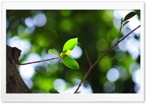 Twig Bokeh, Summer Ultra HD Wallpaper for 4K UHD Widescreen desktop, tablet & smartphone