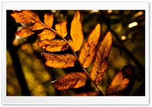 Twig With Dried Leaves Ultra HD Wallpaper for 4K UHD Widescreen desktop, tablet & smartphone