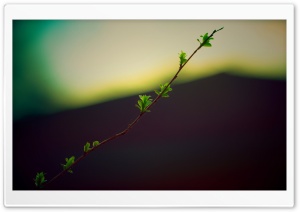 Twig With Green Buds Ultra HD Wallpaper for 4K UHD Widescreen desktop, tablet & smartphone