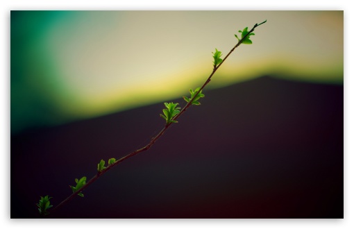 Twig With Green Buds UltraHD Wallpaper for Widescreen 16:10 5:3 ; Fullscreen 4:3 5:4 3:2 ; Tablet 1:1 ; Mobile 3:5 3:4 ; Dual 5:4 ;