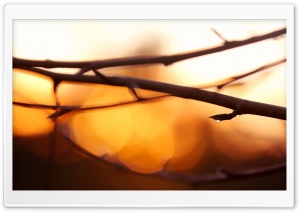 Twigs, Bokeh Ultra HD Wallpaper for 4K UHD Widescreen desktop, tablet & smartphone