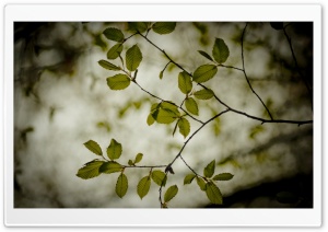 Twigs With Green Leaves Ultra HD Wallpaper for 4K UHD Widescreen desktop, tablet & smartphone