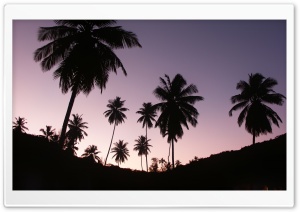 Twilight Palms Ultra HD Wallpaper for 4K UHD Widescreen desktop, tablet & smartphone