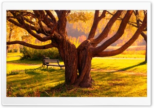 Twin Trees Ultra HD Wallpaper for 4K UHD Widescreen desktop, tablet & smartphone