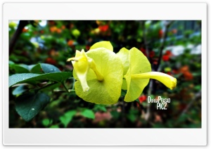 twins yellows 4K UHD Wallpaper for Widescreen and UltraWide Desktop, UltraHD TV, Smartphone, Tablet