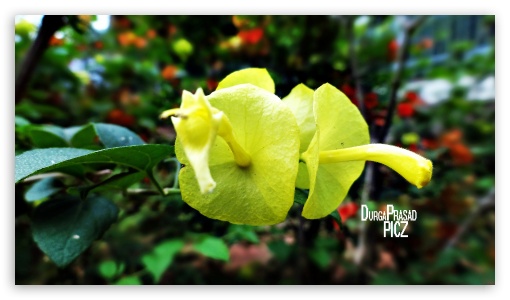 twins yellows UltraHD Wallpaper for UHD 16:9 ; HD 16:9 ;