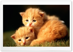 Two Baby Kittens Ultra HD Wallpaper for 4K UHD Widescreen desktop, tablet & smartphone