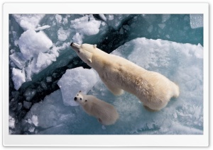 Two Bears On Ice Ultra HD Wallpaper for 4K UHD Widescreen Desktop, Lockscreen, Screensaver, TV, Tablet, Smartphone