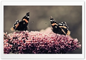 Two Beautiful Butterflies Ultra HD Wallpaper for 4K UHD Widescreen desktop, tablet & smartphone