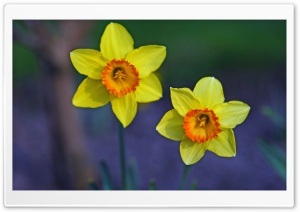 Two Beautiful Daffodils Ultra HD Wallpaper for 4K UHD Widescreen desktop, tablet & smartphone