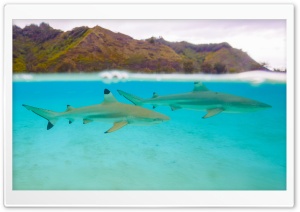 Two Blacktip Reef Sharks, Underwater, Moorea, French Polynesia, Pacific Ocean 4K UHD Wallpaper for Widescreen and UltraWide Desktop, UltraHD TV, Smartphone, Tablet