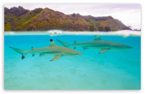 Two Blacktip Reef Sharks, Underwater, Moorea, French Polynesia, Pacific Ocean UltraHD Wallpaper for UHD 16:9 ; HD 16:9 ; UltraWide 21:9 24:10 32:9 32:10 ; Widescreen 16:10 5:3 ; Fullscreen 3:2 ; Dual 16:10 5:3 16:9 4:3 5:4 3:2 ;