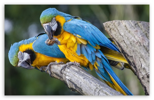 Two Blue Parrots UltraHD Wallpaper for HD 16:9 ; Widescreen 16:10 5:3 ; Fullscreen 4:3 ;