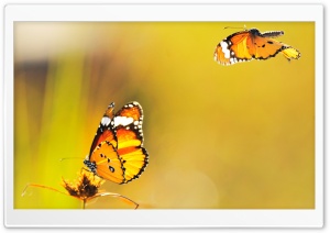 Two Butterflies Went Out at Noon Ultra HD Wallpaper for 4K UHD Widescreen desktop, tablet & smartphone