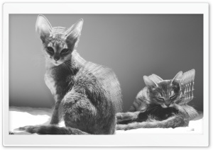 Two Cats Black And White Ultra HD Wallpaper for 4K UHD Widescreen desktop, tablet & smartphone