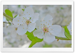 Two Cherry Flowers Ultra HD Wallpaper for 4K UHD Widescreen desktop, tablet & smartphone