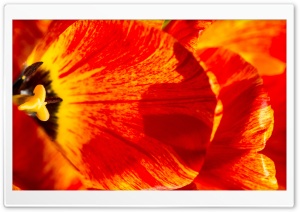 Two Colors Tulips Ultra HD Wallpaper for 4K UHD Widescreen desktop, tablet & smartphone
